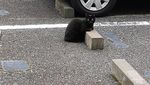Potret Kucing yang Santuy Tiduran di Bumper Parkir