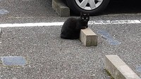 Para pecinta dan pemerhati kucingpun punya jawabannya. Kata mereka sama seperti manusia suka tempat yang nyaman, kucing pun tidur di bumper parkir karena mereka mendapatkan posisi yang nyaman. (Bored Panda)