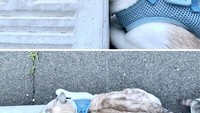 Yang membuat penasaran itu adalah si kucing seolah menjadikan bumper parkir mobil itu bantal. PAdahal kan jelas itu sangat keras. (Bored Panda)