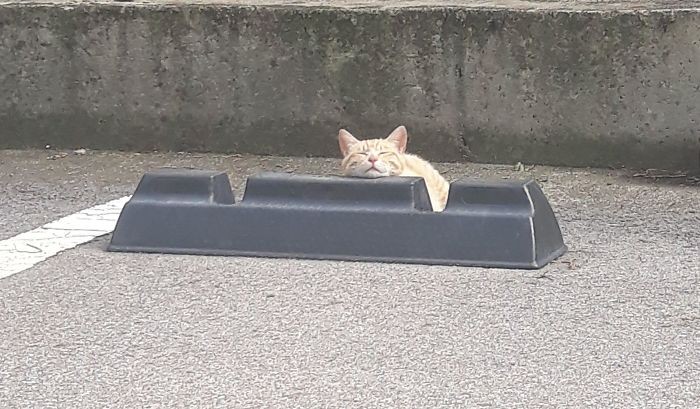 kucing di bumper parkir
