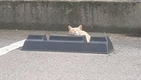 Bermula dari postingan Teitter @Ijnaoba1927 di Jepang yang memposting foto-foto kucing yan tengah tidur di bumper mobil. (Bored Panda)