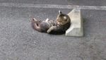 Potret Kucing yang Santuy Tiduran di Bumper Parkir