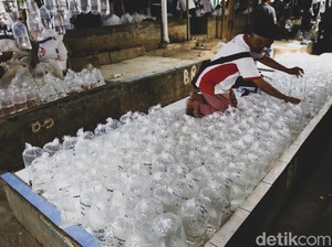 Jurus Pemerintah Geber Bisnis Ikan Hias di RI
