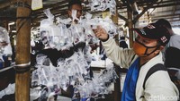 Ikan cupang mendominasi penjualan ikan hias.
