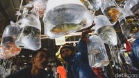 Pembeli tampak memilih ikan hias yang dijual.