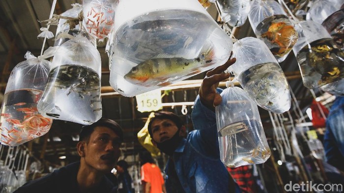 Pasar Ikan Hias di Parung Ramai Banget