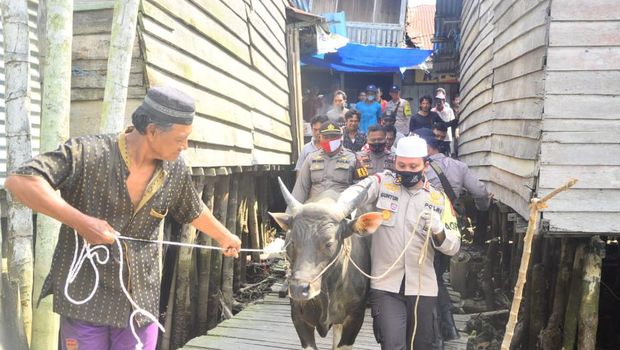 Perjalanan sapi kurban 200 kg ke desa terisolasi di Jambi