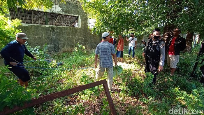 Polisi saat melumpuhkan kerbau ngamuk di Kudus, Sabtu (1/8/2020).