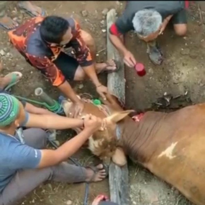 Pria Tua di Garut Minum Darah Sapi