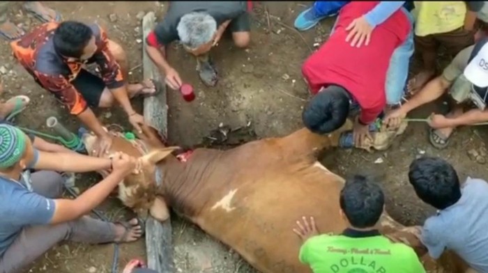 Pria Tua di Garut Minum Darah Sapi Pria Tua di Garut Minum Darah Sapi