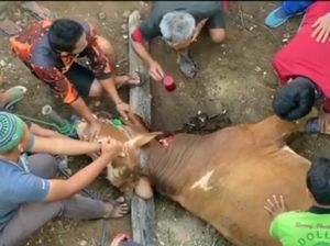 Pria Tua yang Minum Darah Sapi Kurban di Garut Ternyata Gangguan Jiwa