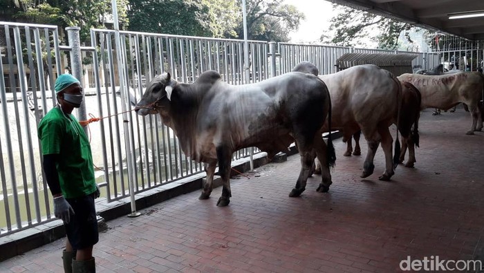 Sapi Kurban Jokowi hingga Gereja Katedral Disembelih di Masjid Istiqlal