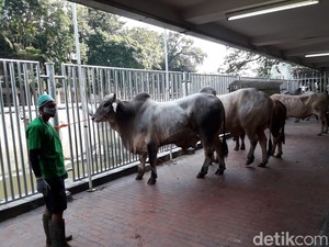 Sapi Kurban Jokowi hingga Gereja Katedral Disembelih di Masjid Istiqlal