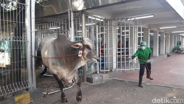 Sapi kurban di Masjid Istiqlal