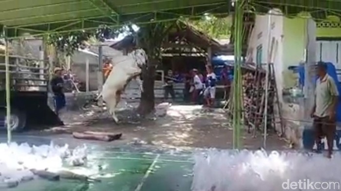 Sapi Kurban Ngamuk di Blitar Disebut Sapi Luar Jawa