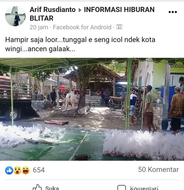 Sapi Kurban Ngamuk di Blitar Disebut Sapi Luar Jawa