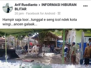 Lagi, Sapi Kurban di Blitar Kembali Mengamuk Saat akan Disembelih