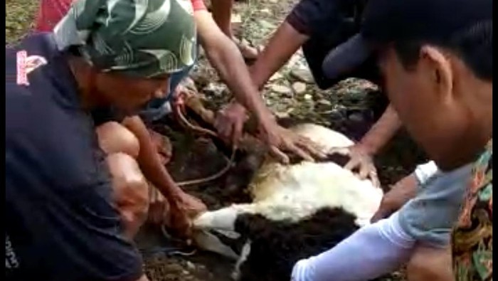 Sembelih Kambing Kurban di Tasikmalaya