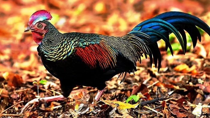 Wanita Mengaku Jadi Seekor Ayam Wanita Mengaku Jadi Seekor Ayam