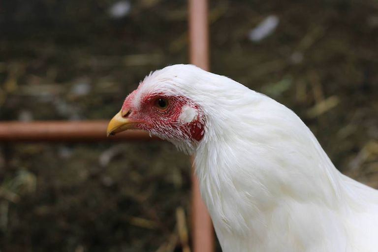 Wanita Mengaku Jadi Seekor Ayam