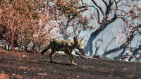 Seekor hewan tampak melintas di area kebakaran hutan yang berhasil dipadamkan oleh petugas damkar.