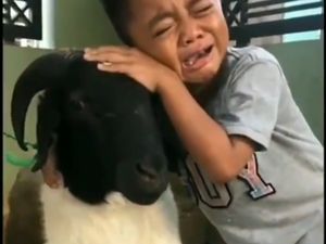 Isak Tangis Bocah Ini Pecah Saat Kambing Kurbannya Akan Disembelih