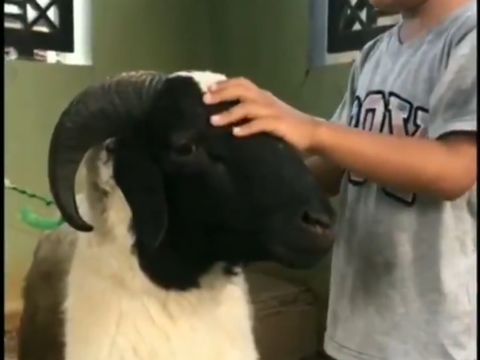 bocah tangisi kambing
