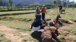 Bukan Afrika, Ini Ranca Upas
