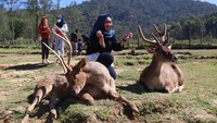 Rusa-rusanya anteng kalau diajak foto. (Wisma Putra/detikcom)