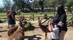 Bukan Afrika, Ini Ranca Upas