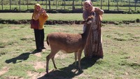 Rusa-rusanya jinak, tak perlu takut ya. (Wisma Putra/detikcom)