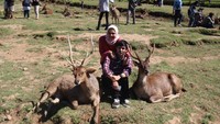 Wisatawan yang datang gantian berfoto dengan rusa-rusa di penangkaran ini. (Wisma Putra/detikcom)