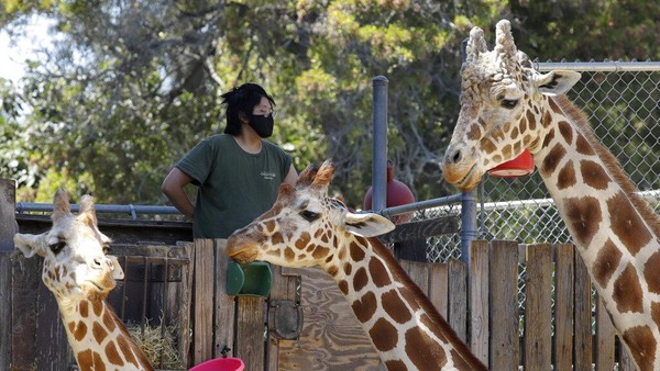 Krisis finansial yang membayangi kebun binatang tersebut membuatnya merumahkan lebih dari 100 karyawan agar dapat tetap beroperasi. Diketahui, Oakland Zoo memiliki ratusan karyawan yang bekerja di sejumlah bagian, mulai dari bagian yang menangani pengunjung, petugas yang mengurusi makanan hingga kesehatan hewan, hingga petugas keamanan yang membutuhkan biaya mencapai 1,2 juta US Dollar per bulan. AP Photo/Ben Margot. Krisis finansial yang membayangi kebun binatang tersebut membuatnya merumahkan lebih dari 100 karyawan agar dapat tetap beroperasi. Diketahui, Oakland Zoo memiliki ratusan karyawan yang bekerja di sejumlah bagian, mulai dari bagian yang menangani pengunjung, petugas yang mengurusi makanan hingga kesehatan hewan, hingga petugas keamanan yang membutuhkan biaya mencapai 1,2 juta US Dollar per bulan. AP Photo/Ben Margot.