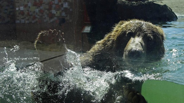 Meski kembali dibuka, dilansir dari AP, jumlah pengunjung yang berwisata ke kebun binatang tersebut masih terhitung sedikit jika dibandingkan dengan hari biasa sebelum pandemi COVID-19. AP Photo/Ben Margot. Meski kembali dibuka, dilansir dari AP, jumlah pengunjung yang berwisata ke kebun binatang tersebut masih terhitung sedikit jika dibandingkan dengan hari biasa sebelum pandemi COVID-19. AP Photo/Ben Margot.