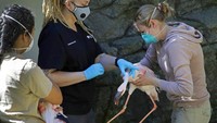 Sejumlah upaya pun masih terus dicari dan dilakukan guna mengatasi krisis finansial yang membayangi sejumlah kebun binatang dan akuarium di Amerika Serikat. AP Photo/Ben Margot.