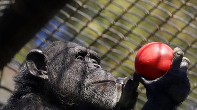 Kebun Binatang di Amerika Bertahan dari Krisis Imbas Pandemi