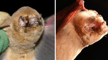 Kelelawar Berwajah Hantu. Foto: Bored Panda