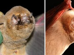 Deretan Spesies Kelelawar Berpenampilan Menyeramkan