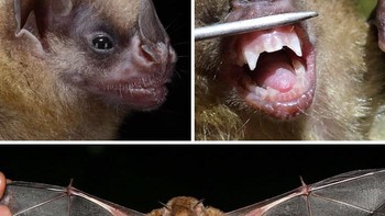 Kelelawar Berbahu Kuning Kecil Foto: Bored Panda