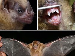 Deretan Spesies Kelelawar Berpenampilan Menyeramkan