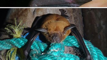 Kelelawar Bulldog Foto: Bored Panda