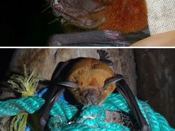 Deretan Spesies Kelelawar Berpenampilan Menyeramkan