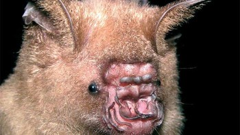 Kelelawar Roundleaf Pendlebury Foto: Bored Panda