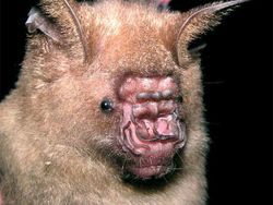 Deretan Spesies Kelelawar Berpenampilan Menyeramkan