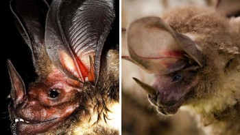 Kelelawar Bertelinga Bulat Putih Foto: Bored Panda