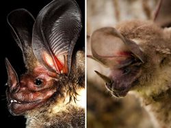 Deretan Spesies Kelelawar Berpenampilan Menyeramkan
