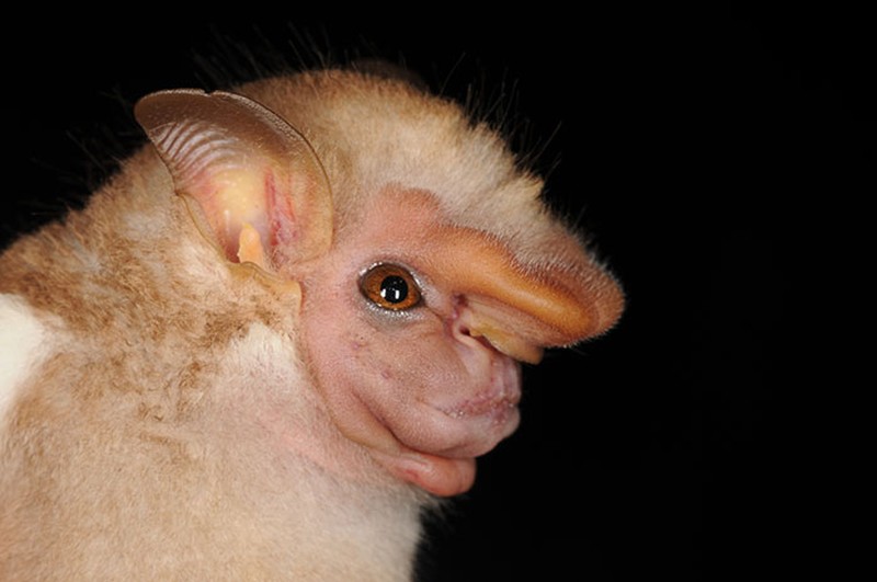 Kelelawar Bertampang Seram