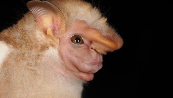 Kelelawar Berwajah Hantu. Foto: Bored Panda