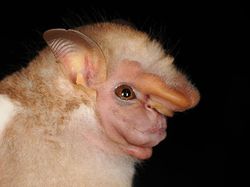 Spesies Kelelawar Seram, Bikin Merinding yang Melihat