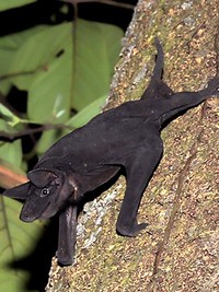 Kelelawar Bertampang Seram